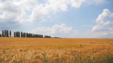 Buğday alanı yürüyüş