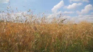 Yulaf buğday field yakınındaki spikelets. Steadycam ateş.