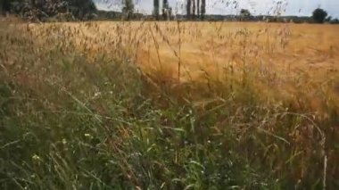 Yulaf buğday alanının kenarındaki spikelets
