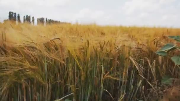 Un campo de trigo con espiguillas doradas y tallos verdes — Vídeos de Stock