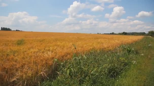 Campo de trigo amarelo agrícola perto de céu azul whith nuvens — Vídeo de Stock