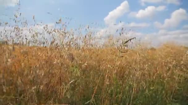 Spikelets Oats Wheat Field Steadycam Shoot — Stock Video