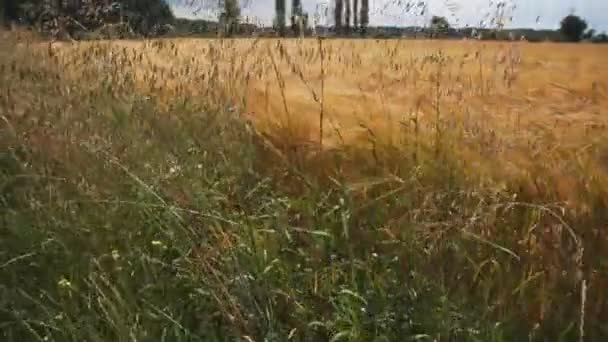 Espiguillas de avena en el borde del campo de trigo — Vídeos de Stock