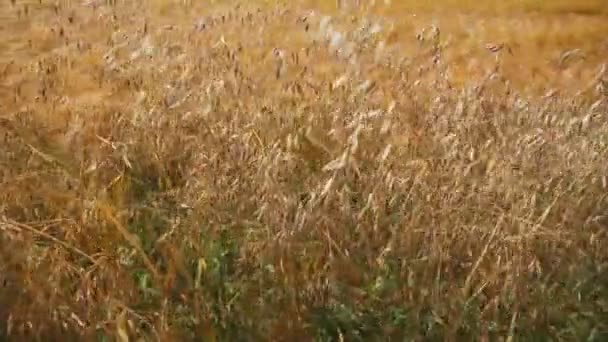 Field of golden oats.steadycam shoot — Stock Video