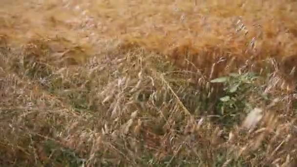 Gouden spikelets van haver en tarwe — Stockvideo