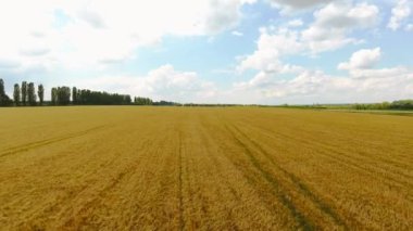 olgunlaşmış buğday tarlası. quadrocopter çekim