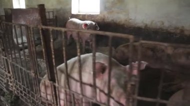 Eski bir kirli çiftliğinde domuzları. Büyük sows.