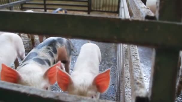 Kleine Schweine Auf Dem Hof Schweine Stall — Stockvideo