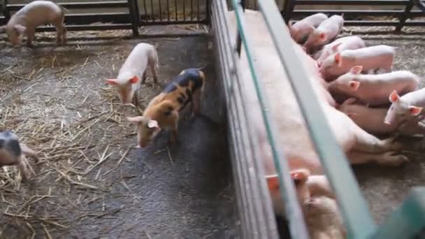 Плодородная Свинья Лежит Соломе Поросята Кормятся Сарае — стоковое видео