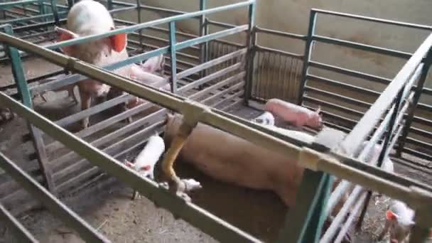 小猪母乳喂养 猪农场与母猪 — 图库视频影像