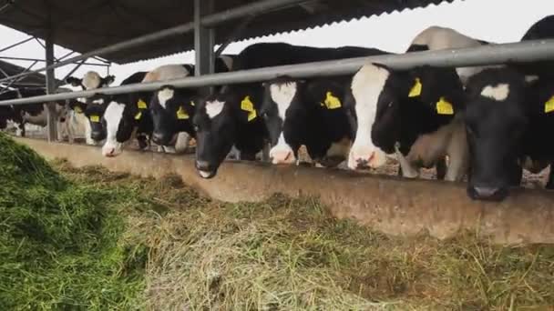 Tejelő Tehenek Istállóban Tehenek Rágja Szét Füvet Gazdaságban — Stock videók