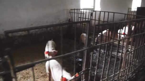 Nourrir les porcelets. La vieille grande ferme porcine . — Video