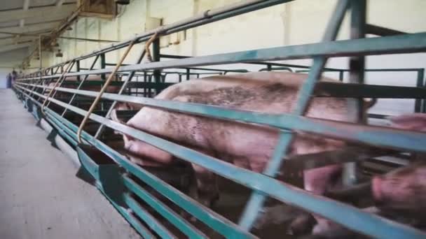 Беременная свинья. Кормящая свинья. ферма с большими свиньями — стоковое видео