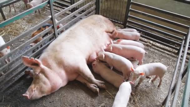 Newborn Farrows Eating Sows Milk Pig Farm — Stock Video