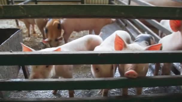 Cerdos curiosos recién nacidos en una granja — Vídeo de stock