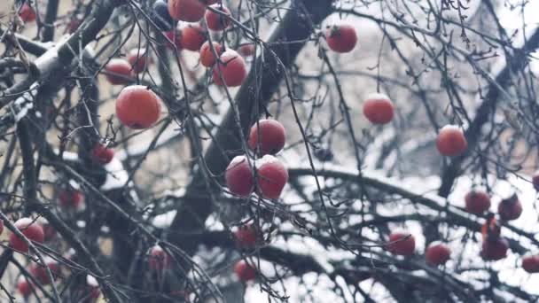 Viento ligero sacude las ramas con manzanas rojas fruta todavía en el árbol con las heladas contra el fondo blanco nevado. Manzanas congeladas en las heladas cuelgan de un árbol en el jardín . — Vídeos de Stock