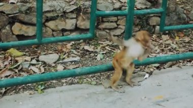 küçük bir makak ağaca atlar. rhesus makak dalı. Swayambhunath Tapınağı Katmandu