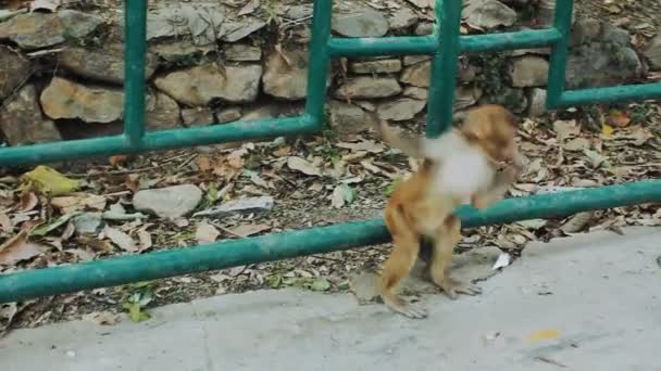 un petit macaque saute sur un arbre. rhésus macaque sur la branche. Temple Swayambhunath de Katmandou 