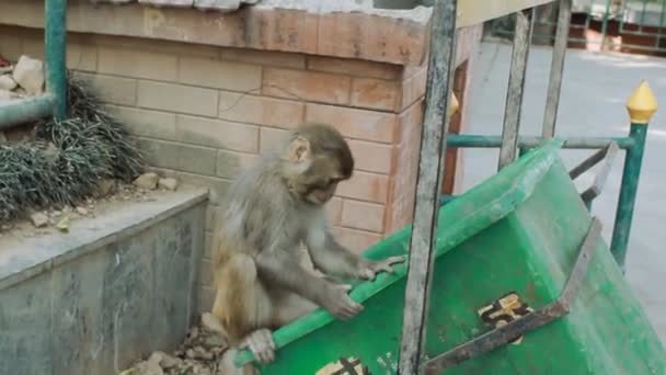 Singe rhésus dans la ville. singe sautant d'une poubelle à la clôture .