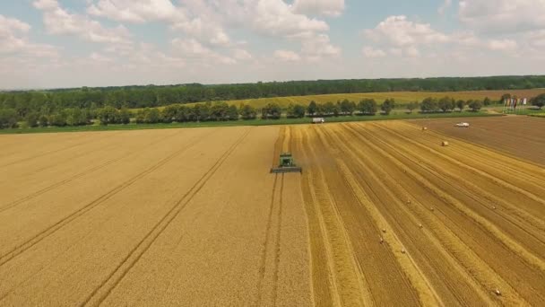 Colheita de trigo em campos agrícolas perto da estrada e da floresta — Vídeo de Stock