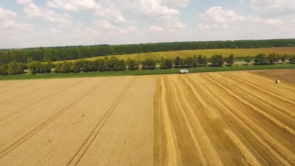 La cosechadora viaja a través del campo de trigo y cosecha. vista aérea — Vídeo de stock