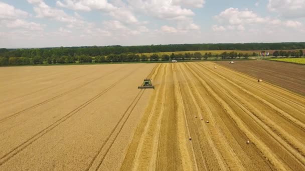 Combine harvester gathers the wheat crop — Stock Video