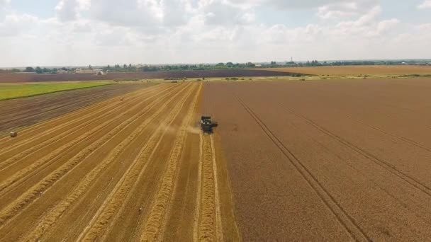 4К вид с воздуха на комбайны, собирающие пшеницу — стоковое видео