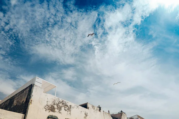 Two sea gulls in the blue sky with clouds over the roofs of old houses in Morocco