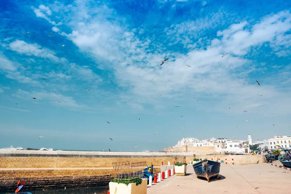 Seagulls over the old city of Essaouira in Morocco on the shore of the Atlantic Ocean