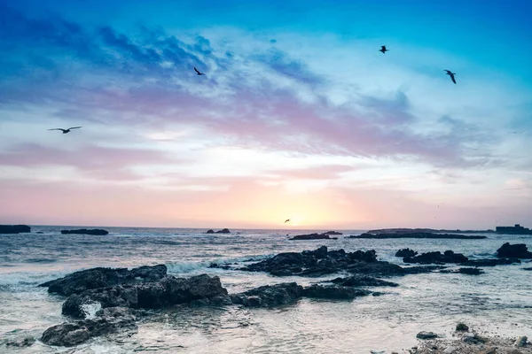 Seagulls in the blue sky over the ocean during a beautiful sunset. Rocky coast in Morocco