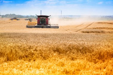 Alandaki kombinasyonun arkasındaki toz. Buğday hasadı. Altın dikenler