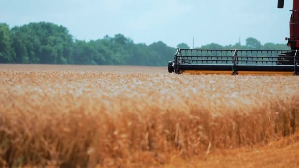 畑の収穫者だ 黄色の小麦をカット結合の芝刈り機の回転 — ストック動画