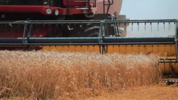 Harvester Mower Mechanism Cuts Wheat Spikelets Agricultural Harvesting Work — Stock Video