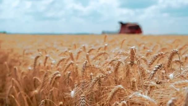 Colheita Campo Com Combinar Campo Espigas Amarelas Maduras Trigo Close — Vídeo de Stock