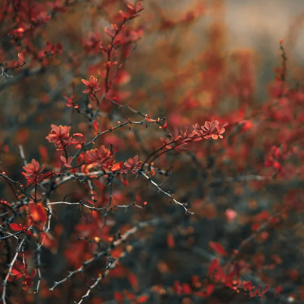 Крупным Планом Красный Куст Листья Фото — стоковое фото