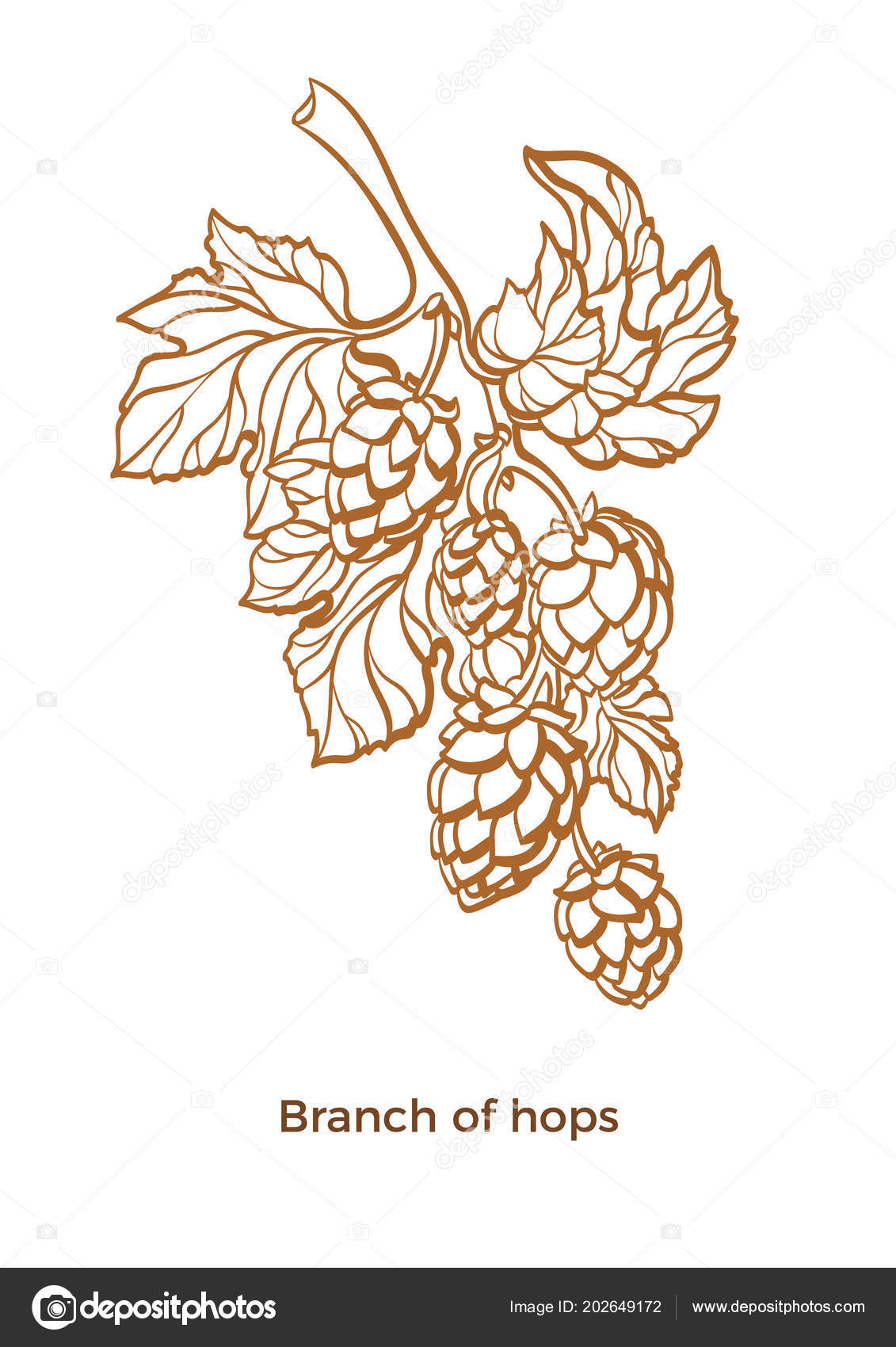 Branche Vecteur Houblon Avec Feuilles Cônes Botanique Art