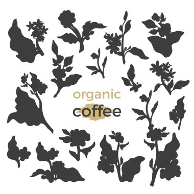 Siluet kahve ağacı dalları yaprağı, fasulye, çiçek ile gerçekçi kümesi. Vektör botanik toplama çiçek tasarım şekli, organik içki siyah şekiller illüstrasyon izole beyaz zemin üzerine gölge 