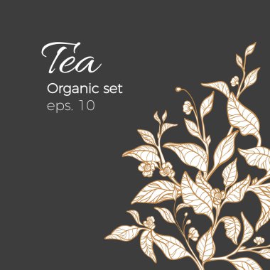 Vektör şablon organik doğa kroki Şubesi çay gerçekçi yaprak, çiçek. Bitki botanik Eko tropic illüstrasyon çiçek yeşil tasarım basit beyaz davetiye siyah arka plan kopya alanı üzerine