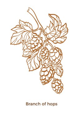 Atlama çizgili çizim yaprak ve koni botanik sanat dalı vektör tasarım bitki Eko gıda doğa arka plan organik içki, bira bitki illüstrasyon izole Eps10 beyaz arka plan üzerinde gerçekçi kroki