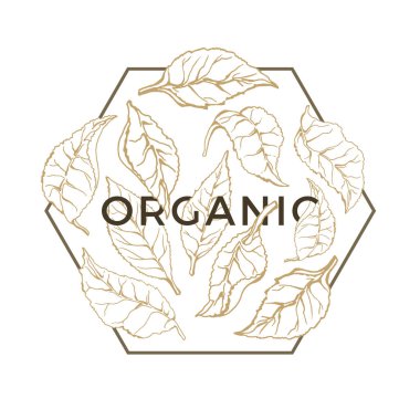 Elle çizilmiş logo şablonu çay yaprak beyaz arka planda organik gıda çevre doğa yeşil vektör çizim yazdırma Vintage stili etiket, rozet, amblem için botanik kroki geometrik çerçeve çizgili sanat Tema