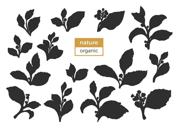 Реалистичный Набор Ветвей Силуэта Листьями Ягодами Цветами Векторная Ботаническая Коллекция — стоковый вектор
