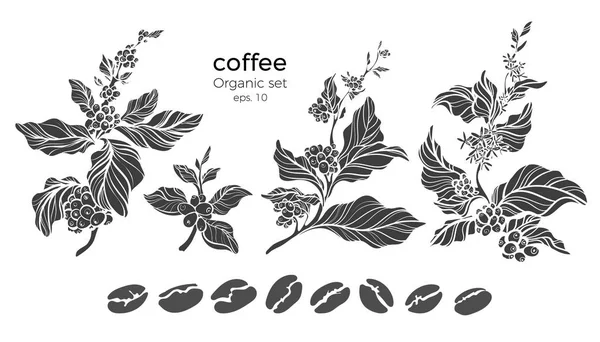 Kahve Ağacı Dalları Çiçek Yaprak Fasulye Ile Dizi Vektör Botanik — Stok Vektör