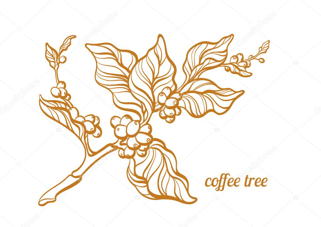Vector coffee branch with leaf and coffee beans Botanical art line drawing design Realistic plant Eco food Nature background Organic drink Golden sketch illustration isolated on white background Eps10