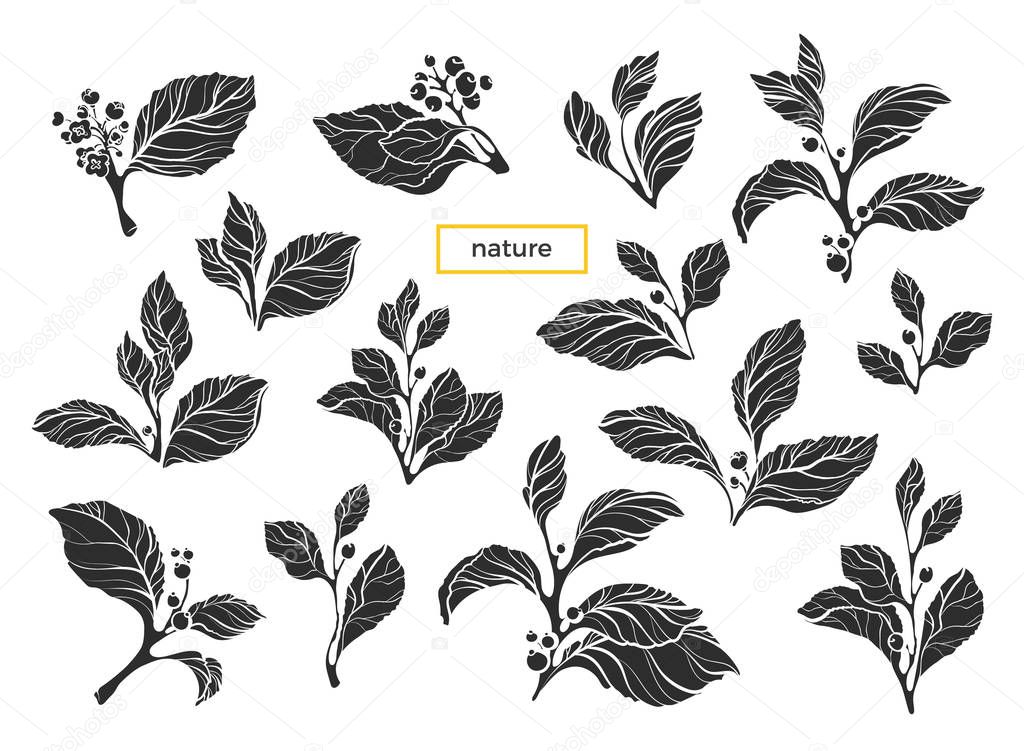 Vector set of realistic branch Nature shape of mate with leaf, flower and berry Art black silhouette on white background Botanical drawing print Organic food Eco drink Summer harvest Eps.10