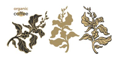 Siluet kahve şube ile vektör kümesi bırakır ve botanik sanat çizim tasarım gerçekçi bitki doğa arka plan üzerinde beyaz arka plan Eps10 izole organik içki kroki Eko koleksiyonu fasulye