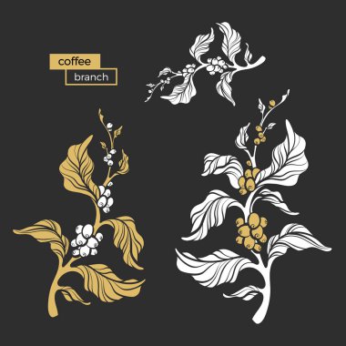 Beyaz şekli yaprak ve fasulye botanik siluet ile kahve ağacı dalı set vektör tasarım gerçekçi baskı tesisi çevre gıda Doğa Ağaç kroki organik içki Herb resimde siyah arka plan üzerine çizin.