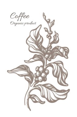 Kahve dal yaprak ve fasulye grafik tarzı ile vektör çizimi. Botanik el retro tasarım çizin. Gerçekçi ağaç. Beyaz arka plan üzerinde organik içki Eko gıda doğa oyma illüstrasyon izole 