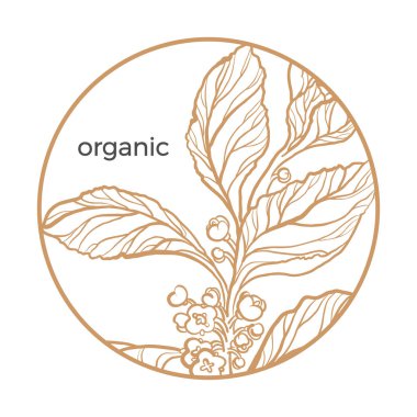 Vektör yaprak, çiçek, berry ile çiçek doğa şube sembolü. Botanik sanat çizim tasarım Daire içinde. Gerçekçi bitki yuvarlak çerçeve içinde. Organik etiket Logo Grafik Herb illüstrasyon kroki 