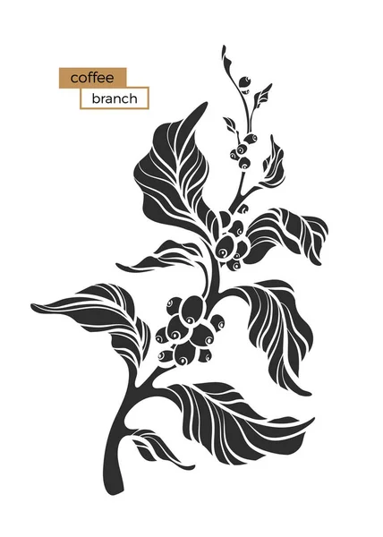 Vektor Káva Větve Listy Kávová Zrna Botanická Tvarem Výkres Návrhu — Stockový vektor