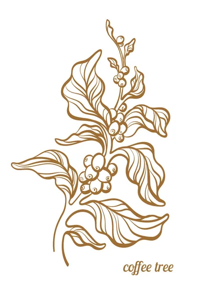 ベクトルの葉やコーヒー豆ボタニカル アート線画デザイン現実的な工場エコ食品自然背景有機ドリンク付きホワイト バック グラウンド Eps10 に分離された黄金のスケッチ図コーヒー支店 — ストックベクタ